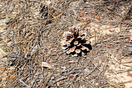 A close-up view of the land in the forest covered with a layer of coniferous needles, pine cones, branches, green moss, tree bark and mushrooms.の写真素材