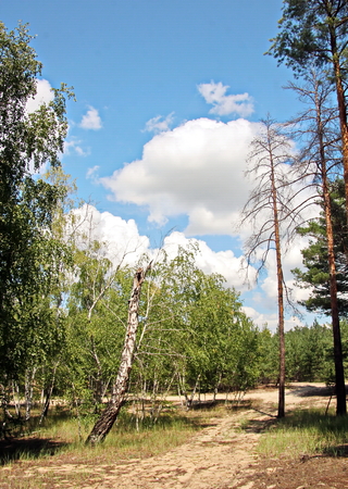 Pine forest. The nature of Ukraine.の写真素材