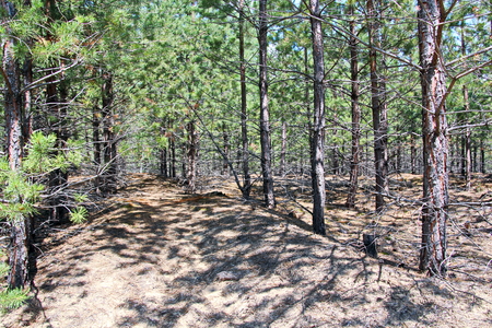 Pine forest. The nature of Ukraine.の写真素材