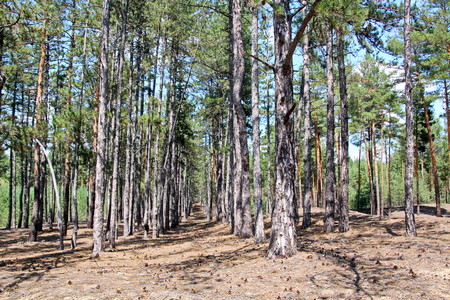 Pine forest. The nature of Ukraine.の写真素材