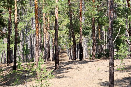 Pine forest. The nature of Ukraine.の写真素材