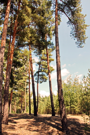 Pine forest. The nature of Ukraine.の写真素材