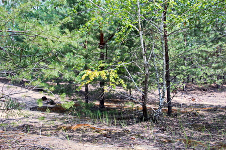 Pine forest. The nature of Ukraine.の写真素材