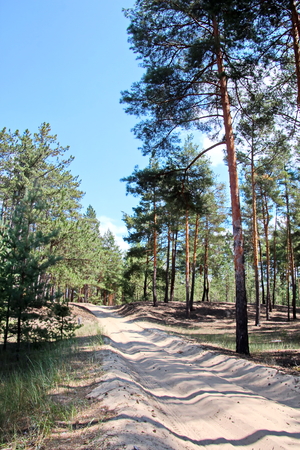 Pine forest. The nature of Ukraine.の写真素材