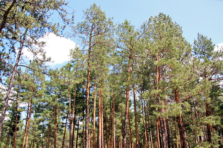 Pine forest. The nature of Ukraine.の写真素材