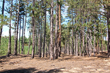 Pine forest. The nature of Ukraine.の写真素材