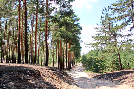 Pine forest. The nature of Ukraine.の写真素材