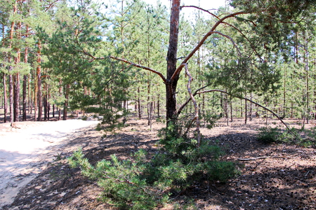 Pine forest. The nature of Ukraine.の写真素材