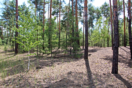 Pine forest. The nature of Ukraine.の写真素材