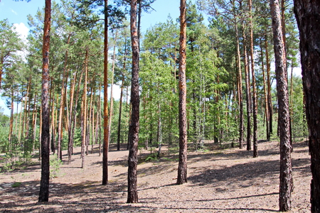 Pine forest. The nature of Ukraine.の写真素材