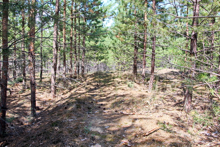 Pine forest. The nature of Ukraine.の写真素材