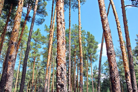 Pine forest. The nature of Ukraine.の写真素材