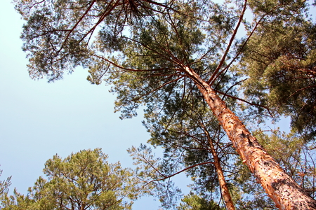 Pine forest. The nature of Ukraine.の写真素材
