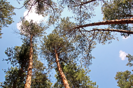 Pine forest. The nature of Ukraine.の写真素材