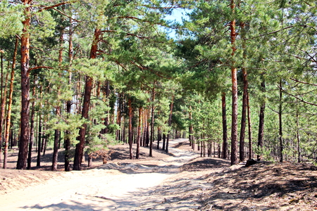 Pine forest. The nature of Ukraine.の写真素材