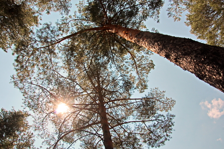Pine forest. The nature of Ukraine.の写真素材