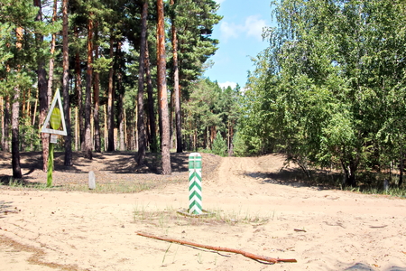 Pine forest. The nature of Ukraine.の写真素材