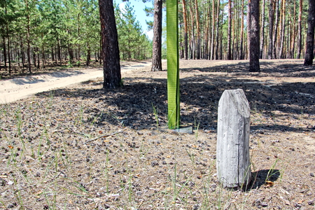 Pine forest. The nature of Ukraine.の写真素材