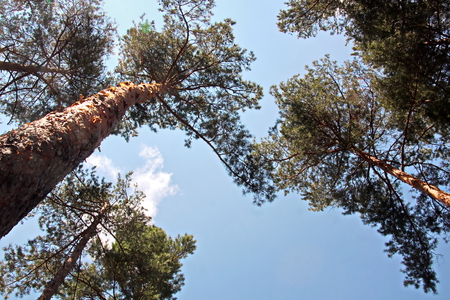 Pine forest. The nature of Ukraine.の写真素材