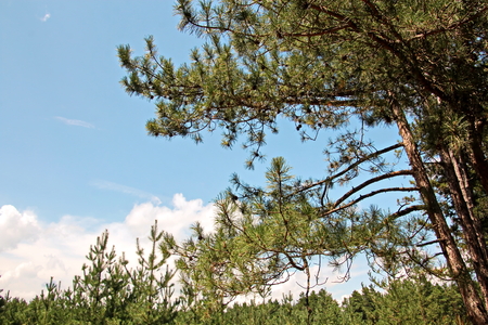 Pine forest. The nature of Ukraine.の写真素材