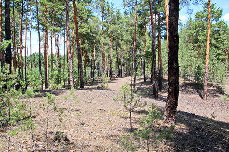 Pine forest. The nature of Ukraine.の写真素材