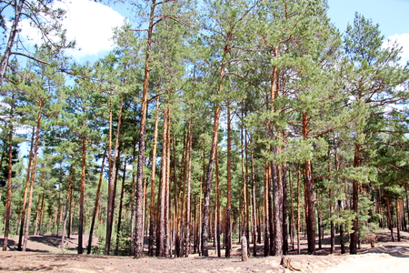 Pine forest. The nature of Ukraine.の写真素材