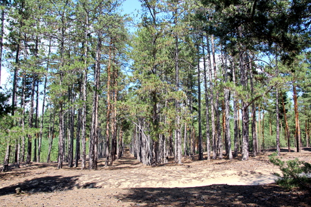 Pine forest. The nature of Ukraine.の写真素材