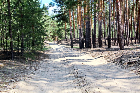 Pine forest. The nature of Ukraine.の写真素材