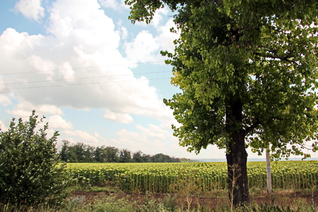 Landscape views of nature, fields, villages, Ukraine. View from the car window when driving.の写真素材