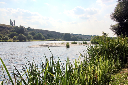 Wild nature, plants, flowers on the banks of the river. Ukraine, the Southern Bug Riverの写真素材