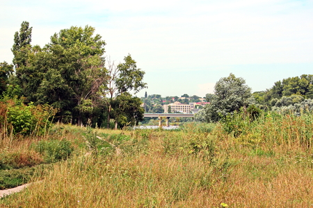 Wild nature, plants, flowers on the banks of the river. Ukraine, the Southern Bug Riverの写真素材