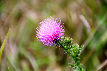 Wild nature, plants, flowers on the banks of the river. Ukraine, the Southern Bug Riverの写真素材