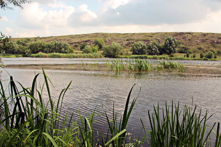 Wild nature, plants, flowers on the banks of the river. Ukraine, the Southern Bug Riverの写真素材