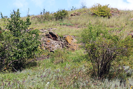 Wild nature, plants, flowers on the banks of the river. Ukraine, the Southern Bug Riverの写真素材