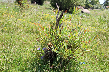 Wild nature, plants, flowers on the banks of the river. Ukraine, the Southern Bug Riverの写真素材