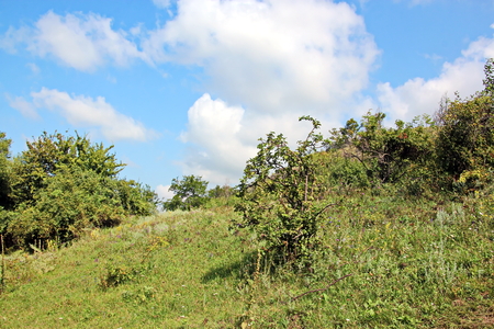 Wild nature, plants, flowers on the banks of the river. Ukraine, the Southern Bug Riverの写真素材