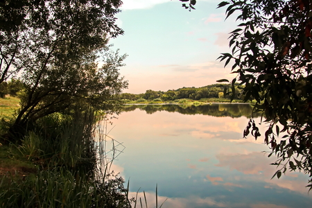 Wild nature, plants, flowers on the banks of the river. Ukraine, the Southern Bug Riverの写真素材