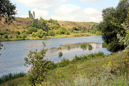 Wild nature, plants, flowers on the banks of the river. Ukraine, the Southern Bug Riverの写真素材
