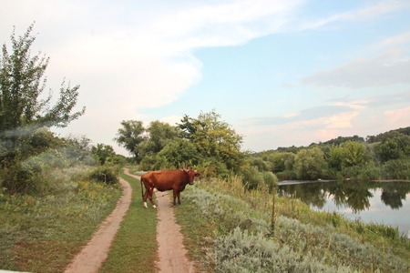 Wild nature, plants, flowers on the banks of the river. Ukraine, the Southern Bug Riverの写真素材