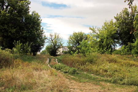 Wild nature, plants, flowers on the banks of the river. Ukraine, the Southern Bug Riverの写真素材