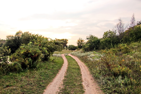 Wild nature, plants, flowers on the banks of the river. Ukraine, the Southern Bug Riverの写真素材