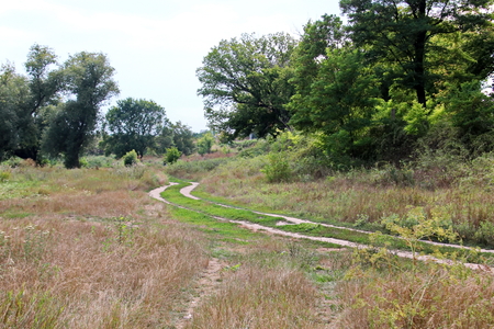 Wild nature, plants, flowers on the banks of the river. Ukraine, the Southern Bug Riverの写真素材