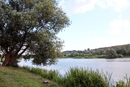 Wild nature, plants, flowers on the banks of the river. Ukraine, the Southern Bug Riverの写真素材
