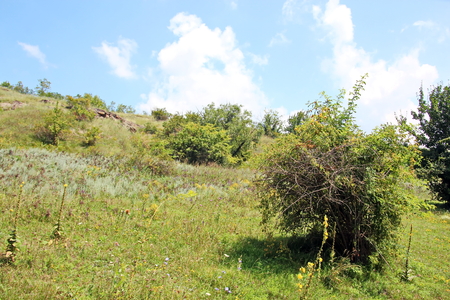 Wild nature, plants, flowers on the banks of the river. Ukraine, the Southern Bug Riverの写真素材