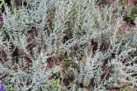 Wild nature, plants, flowers on the banks of the river. Ukraine, the Southern Bug Riverの写真素材