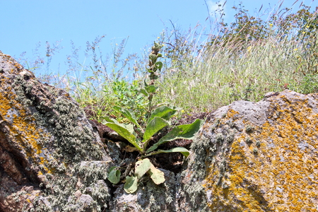 Wild nature, plants, flowers on the banks of the river. Ukraine, the Southern Bug Riverの写真素材