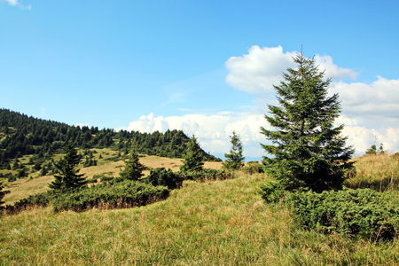Landscape view of the Carpathian Mountains, Ukraine.の写真素材