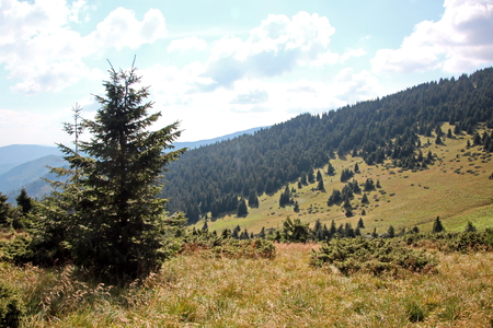 Landscape view of the Carpathian Mountains, Ukraine.の写真素材