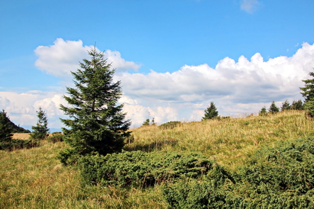 Landscape view of the Carpathian Mountains, Ukraine.の写真素材