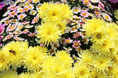 Autumn flowers close up.の写真素材